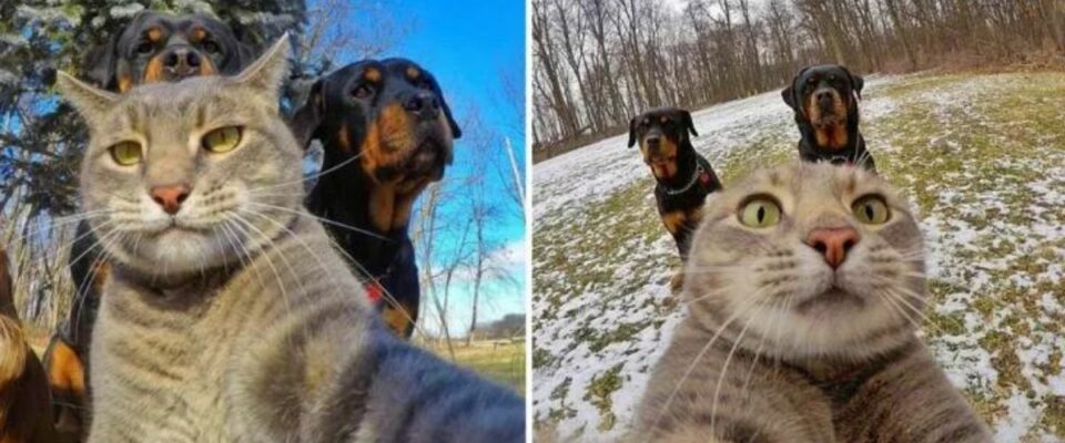 Gato tira Selfies com cachorros grandes e faz sucesso nas redes sociais