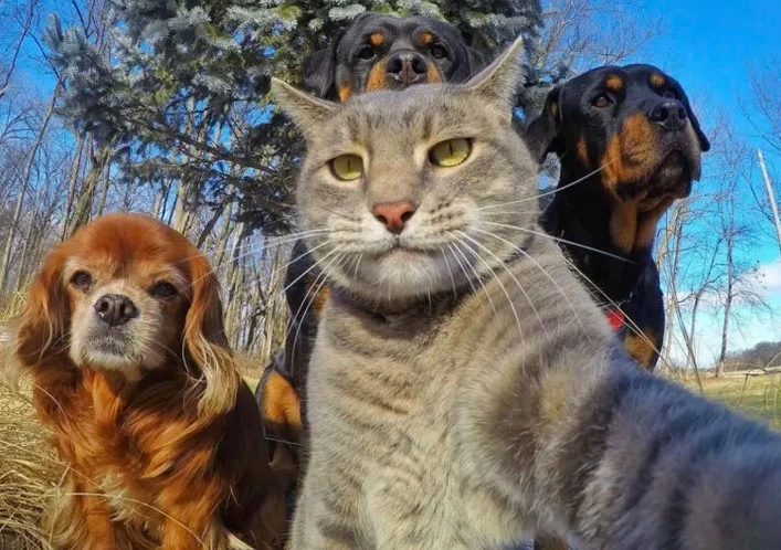 Gato tira Selfies com cachorros e faz muito sucesso nas redes sociais