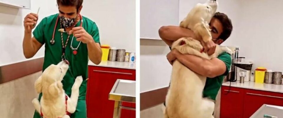 Veterinário tem uma maneira adorável de vacinar cães sem que eles percebam