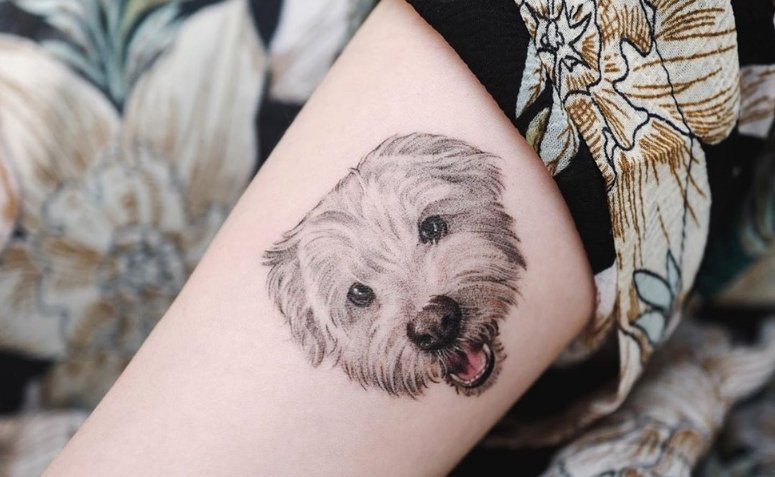 Confira Tatuagem de cachorro