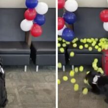 Bolas escondidas para dar adeus ao cão farejador após 8 anos de serviço