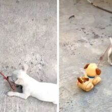 Cachorro ganha cãozinho de brinquedo e agora passeia com ele na coleira