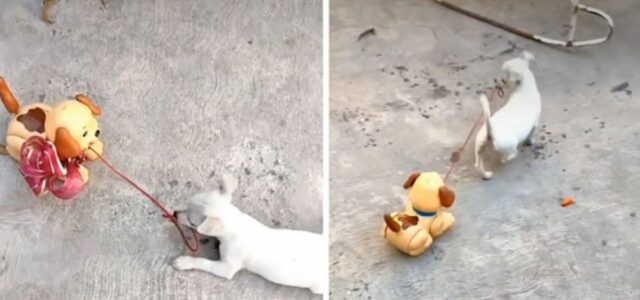 Cachorro ganha cãozinho de brinquedo e agora passeia com ele na coleira