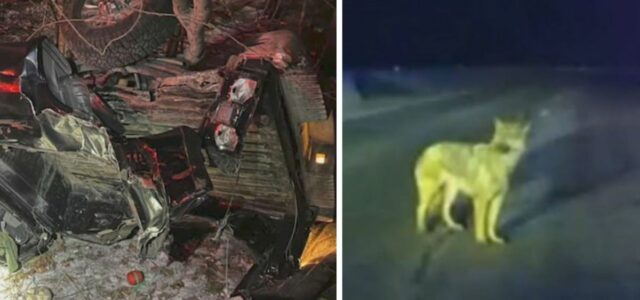 Cachorro leva a polícia até o seu tutor acidentado em uma estrada
