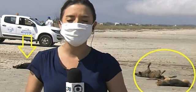 Cães de rua brincam e coçam as costas durante uma transmissão ao vivo