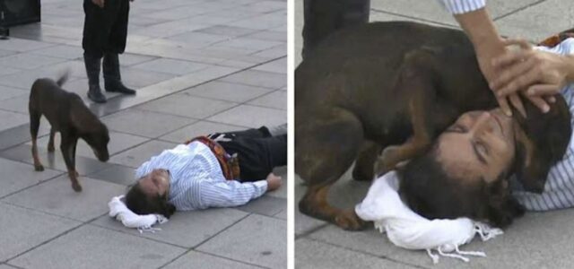 Cão de rua invade peça de teatro para confortar o ator que está no chão