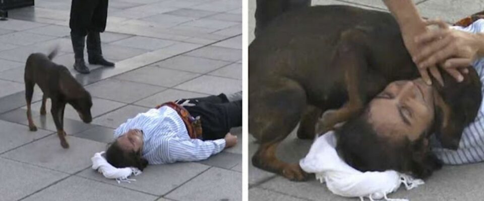 Cão de rua invade peça de teatro para confortar o ator que está no chão