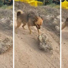 Cão de rua transforma pedra na estrada em seu brinquedo preferido
