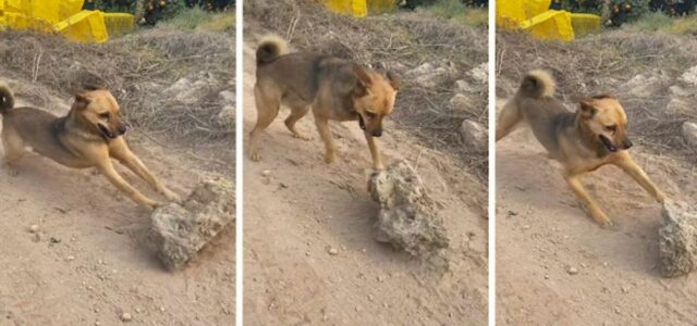 Cão de rua transforma pedra na estrada em seu brinquedo preferido