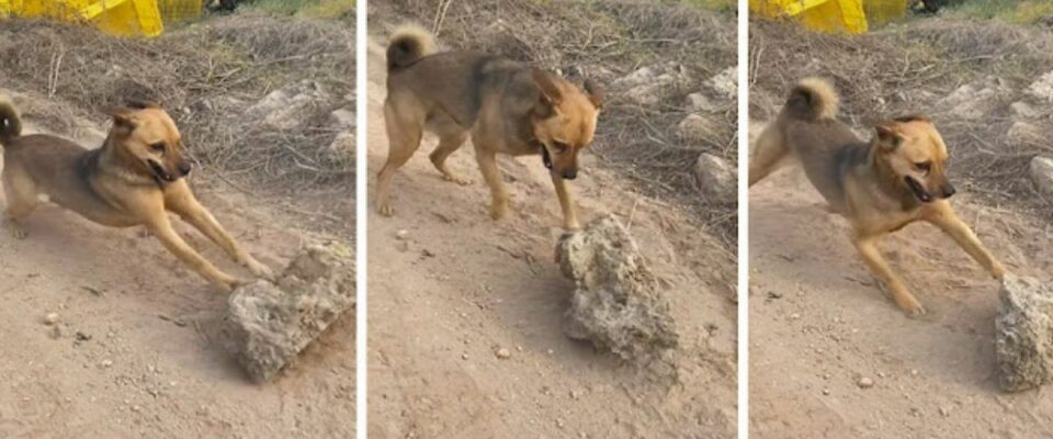 Cão de rua transforma pedra na estrada em seu brinquedo preferido