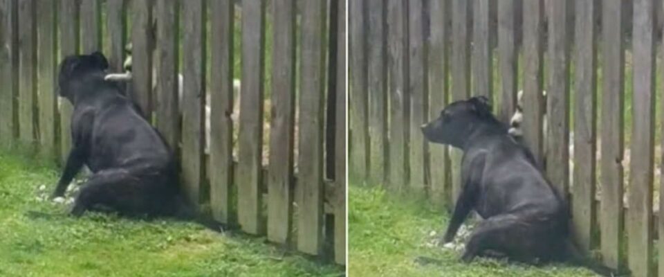 Cão encosta na cerca e recebe massagem do cão do vizinho todos os dias