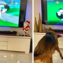 Cão imita cena de 101 dálmatas enquanto assiste ao filme na TV