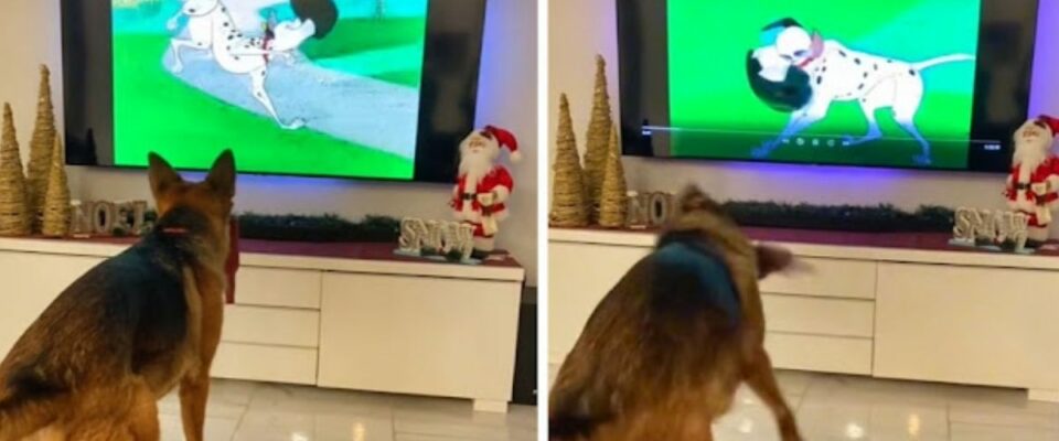 Cão imita cena de 101 dálmatas enquanto assiste ao filme na TV
