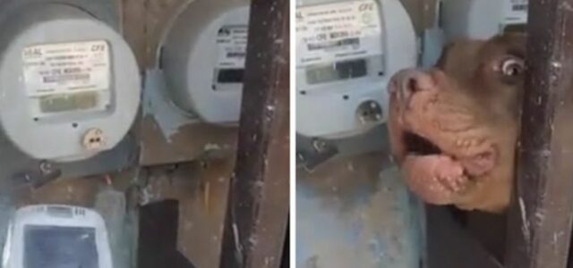 Cão impede que trabalhador da eletricidade faça a leitura do contador