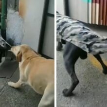 Cão puxa a roupa do amigo canino para evitar discussões com outro cão