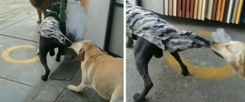 Cão puxa a roupa do amigo canino para evitar discussões com outro cão