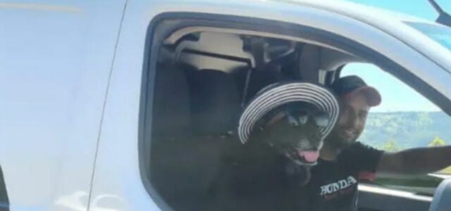 Cão que faz sucesso com óculos e chapéu volta para casa após férias