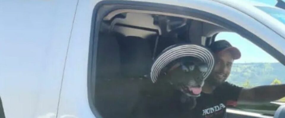Cão que faz sucesso com óculos e chapéu volta para casa após férias