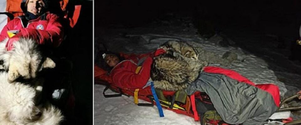 Cão salva o tutor deitado nele por 13 horas depois de cair da montanha