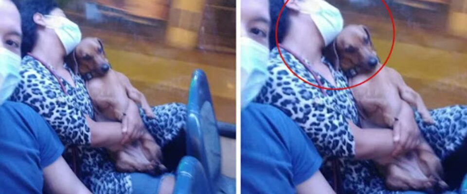 Cena de mulher dormindo com seu cão nos braços faz sucesso