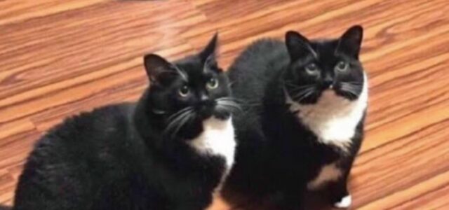 Ele perde o gato, procura o gato, encontra o gato, o gato volta sozinho e agora tem 2 gatos iguais