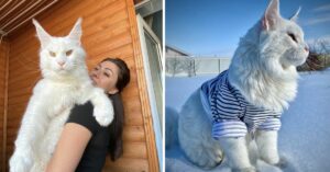 Gato Maine Coon é tão grande que parece um cachorro