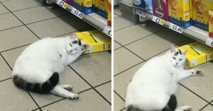 Gato tenta roubar comida, mas acaba dormindo