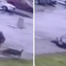 Homem de cadeira de rodas protege o seu cão de ataque de outros cães