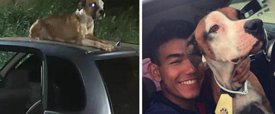 Jovem adota cão que protegeu seu carro que havia sido roubado