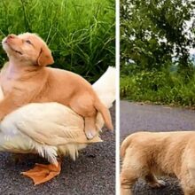 Pato e cãozinho se tornam melhores amigos e a dupla faz sucesso