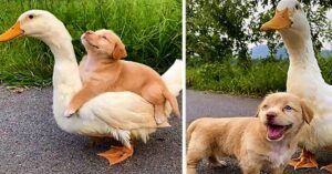 Pato e cãozinho se tornam grandes amigos