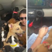 Piloto tem que viajar com avião cheio de cachorros para poder resgatá-los