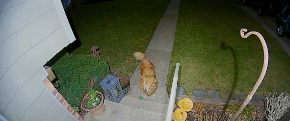 Um cão aparece na porta da frente para convidar a namorada para sair