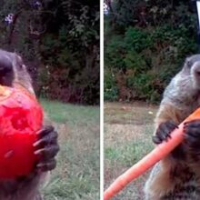 Marmota rouba um agricultor e come na frente da câmera de segurança