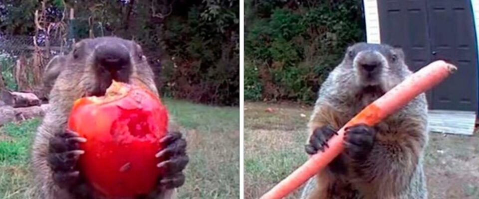Marmota rouba um agricultor e come na frente da câmera de segurança