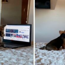 Mulher encontra seu cãozinho usando o seu laptop para ver vídeo