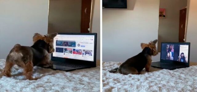 Mulher encontra seu cãozinho usando o seu laptop para ver vídeo