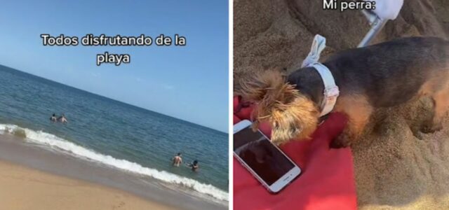 Mulher leva seu cão a praia e ele prefere ver Patrulha Canina no celular