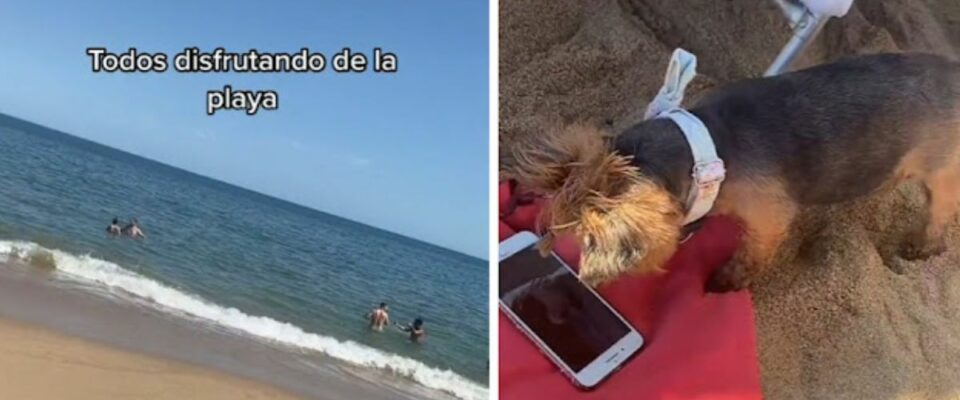 Mulher leva seu cão a praia e ele prefere ver Patrulha Canina no celular