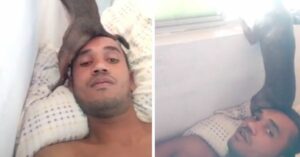 O cão se senta no rosto