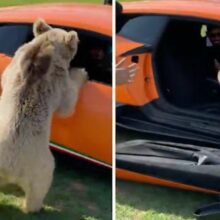 Urso arranca a porta de uma Lamborghini Huracán sem esforço