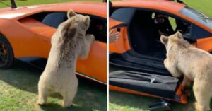Urso arranca a porta do carro de luxo