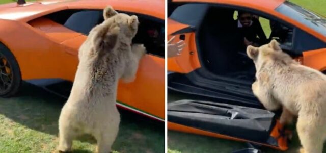 Urso arranca a porta de uma Lamborghini Huracán sem esforço
