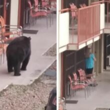Urso passa atrás da turista distraída com seu celular que não viu ele