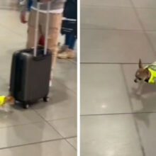 Cãozinho Chihuahua trabalha como cão policial no aeroporto