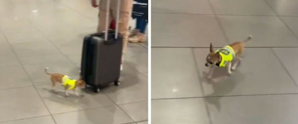 Cãozinho Chihuahua trabalha como cão policial no aeroporto